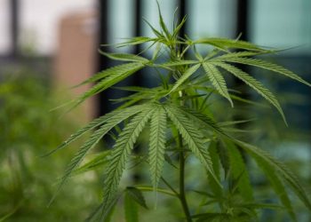 Legalising cannabis would sort out ‘lack of clarity’ about drug, former All Black says