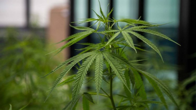 Legalising cannabis would sort out ‘lack of clarity’ about drug, former All Black says