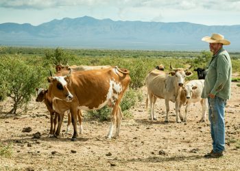 NMSU receives a grant to research sustainable beef production