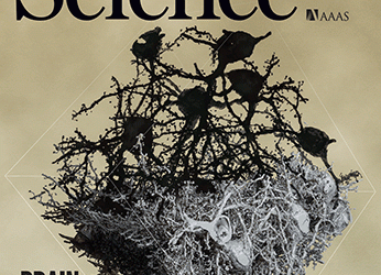 Dense connectomic reconstruction in layer 4 of the somatosensory cortex