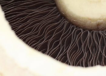 Mushroom Council to invest $1.5m in nutrition and plant-based research