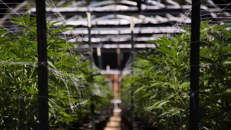 The Best Pot Pick Could Actually Be Aurora Cannabis Stock