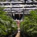 The Best Pot Pick Could Actually Be Aurora Cannabis Stock