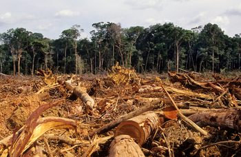 Consumer goods sector’s 2020 deforestation goal ‘impossible’ to meet, CDP warns