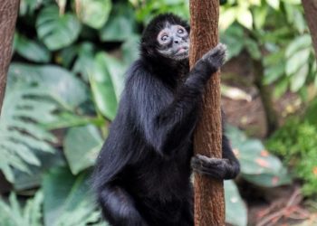 Credit Suisse is way too attached to its investment bankers