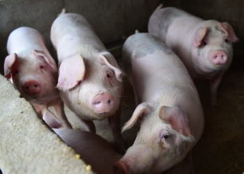 China pork prices surged 110% in November due to African Swine Fever
