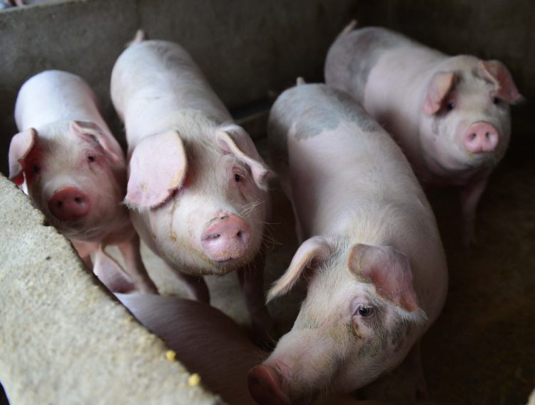 China pork prices surged 110% in November due to African Swine Fever