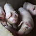 China pork prices surged 110% in November due to African Swine Fever