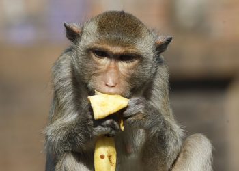 This year’s Bad Sex in Fiction Award recognizes a passage comparing a penis to a small monkey