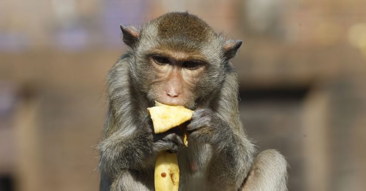 This year’s Bad Sex in Fiction Award recognizes a passage comparing a penis to a small monkey