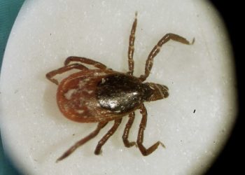 New act allots $150 million in federal funds to fight tick-borne diseases — Act Out — Bangor Daily News — BDN Maine