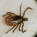 New act allots $150 million in federal funds to fight tick-borne diseases — Act Out — Bangor Daily News — BDN Maine