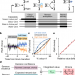 Frontal cortex neuron types categorically encode single decision variables
