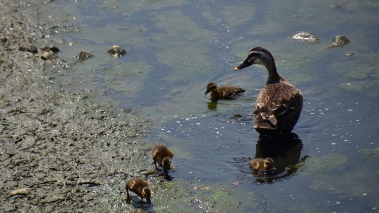 Funding for State Pollution Control Dropped 12% in Decade to 2018, Study Says