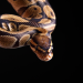 Master PyMC3, a probabilistic framework for Bayesian Analysis| Packt Hub