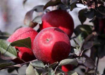 The Cosmic Crisp apple is not the future