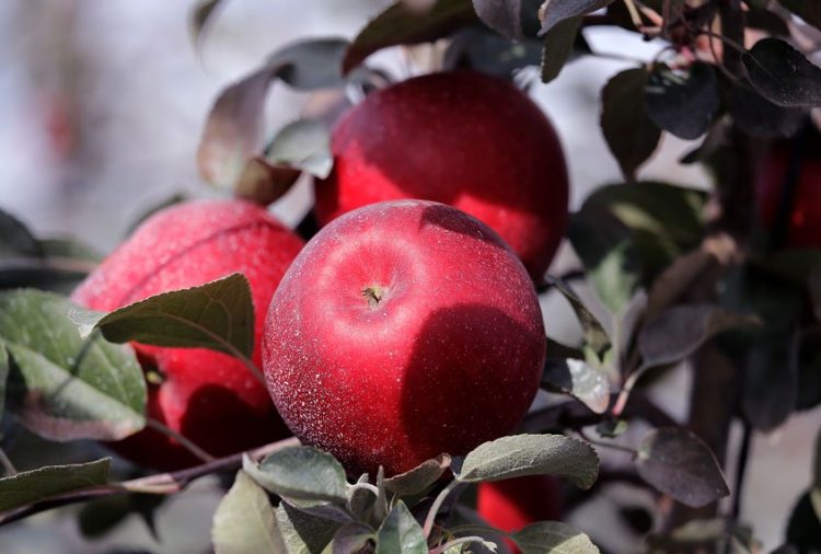The Cosmic Crisp apple is not the future