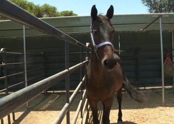 County approves funding for East County equestrian facility