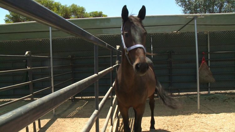 County approves funding for East County equestrian facility
