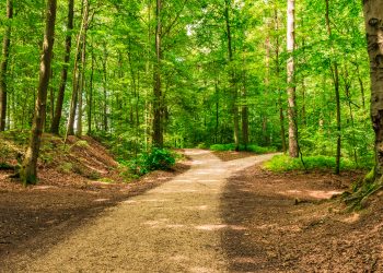 Learn why decision trees are more flexible than linear models