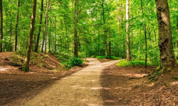 Learn why decision trees are more flexible than linear models