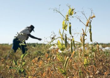 U of S cuts funding ties with pulse growers