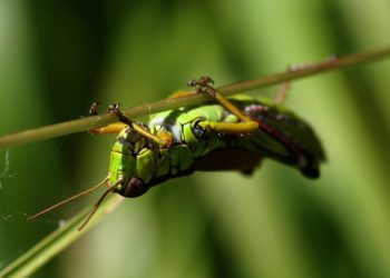 How Insects Cope With the Effects of Gravity