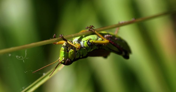 How Insects Cope With the Effects of Gravity