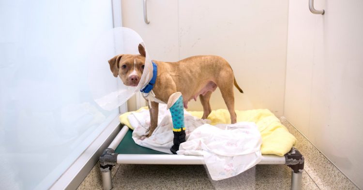 There Is a Fund for Everything. But Why?