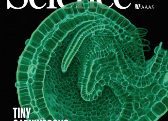 Massively multiplex chemical transcriptomics at single-cell resolution – Science Magazine