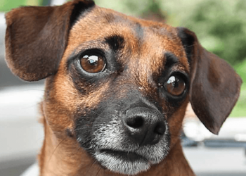 89 Monthly Pay Dividend Dogs And 80 Top Yield Funds For February