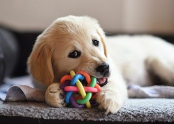 There are a lot of good dogs out there who need a home – Twin Cities