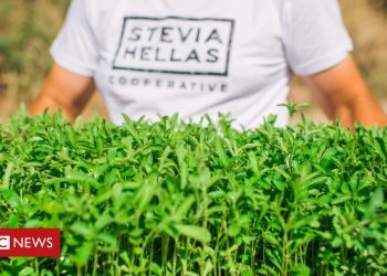 The tobacco farmers chasing a sweeter crop