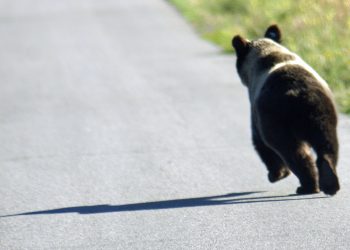 BitMEX Funding Rate Shoots Up with Positive Bitcoin [BTC] Re-test above $8400