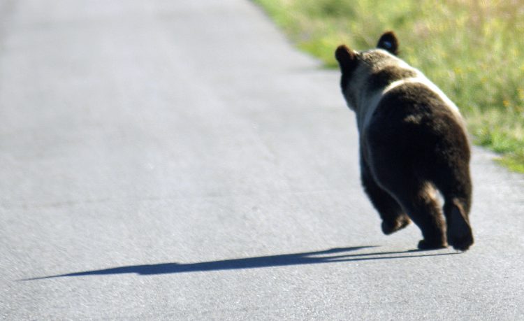 BitMEX Funding Rate Shoots Up with Positive Bitcoin [BTC] Re-test above $8400