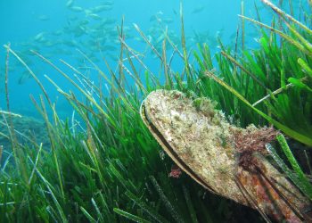 Biodiversity loss in the oceans can be reversed through habitat restoration | Horizon: the EU Research & Innovation magazine