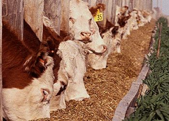 Producing safe, wholesome beef for consumers