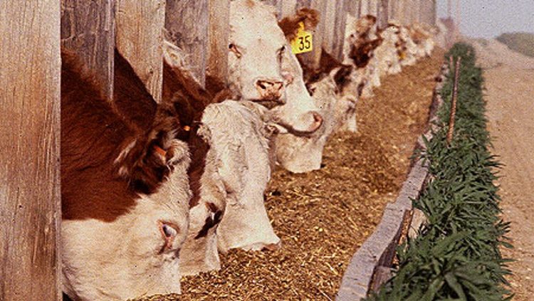 Producing safe, wholesome beef for consumers