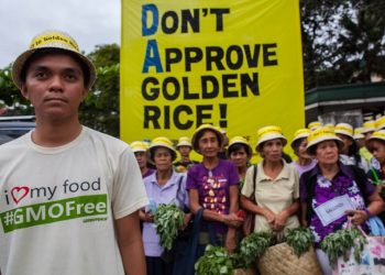 Viewpoint: As the debut of Golden Rice in the Philippines nears, Greenpeace escalates ‘monstrous’ attacks on nutrition-enhanced GMO staple