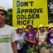 Viewpoint: As the debut of Golden Rice in the Philippines nears, Greenpeace escalates ‘monstrous’ attacks on nutrition-enhanced GMO staple