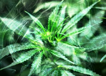 Is the 2020 Hemp CBD Bubble Bursting? New Product Pricing and Market Prediction Reports