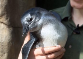 Welcome, Dory! Little Rock Zoo announces brand new penguin chick