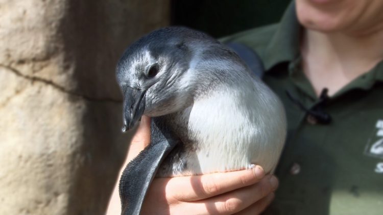 Welcome, Dory! Little Rock Zoo announces brand new penguin chick