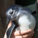 Welcome, Dory! Little Rock Zoo announces brand new penguin chick