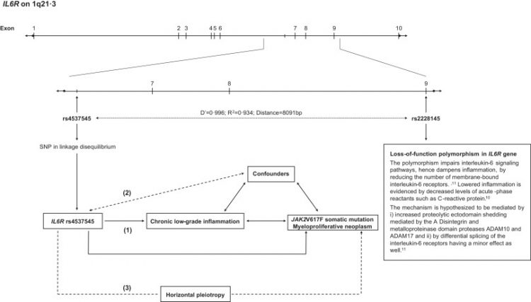 Loss-of-function polymorphism in IL6R reduces risk of JAK2V617F somatic mutation and myeloproliferative neoplasm: A Mendelian randomization study