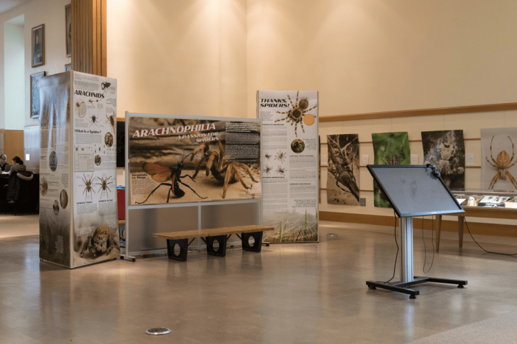 Embracing our Eight-Legged Friends: Arachnophilia Displayed at Mann Library