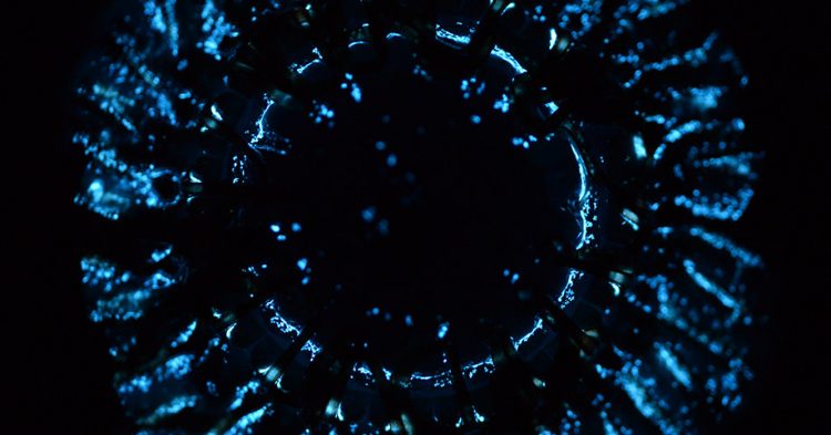 The Deep Seas Are Alive With Light