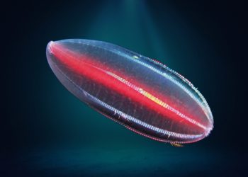 Four beguiling organisms from beneath the waves
