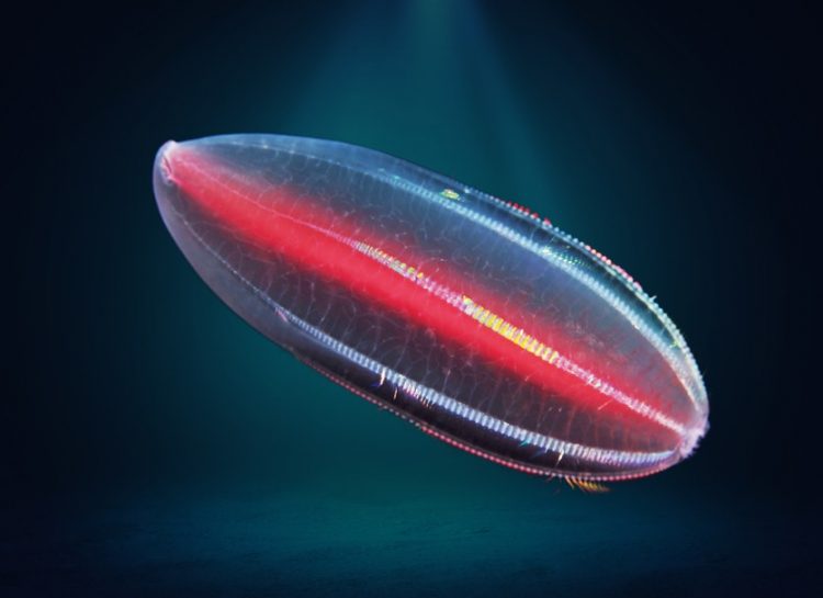 Four beguiling organisms from beneath the waves