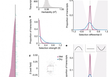 The strength and pattern of natural selection on gene expression in rice